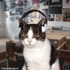 Kotia-Meow